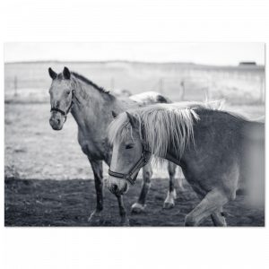 nature photography prints