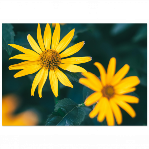 nature photography prints